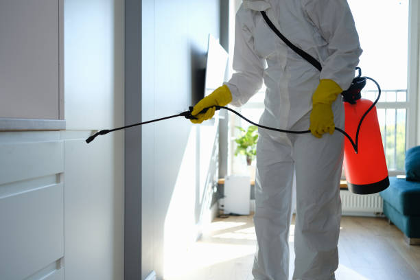 Reliable Timpson, TX Mold Removal Solutions
