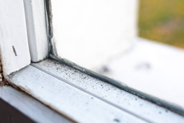 Best Water Damage & Mold Remediation  in Timpson, TX