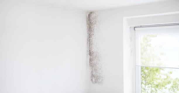 Best Mold Documentation for Insurance Claims  in Timpson, TX